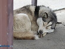 В Кузнецке в феврале оштрафовали 4 владельцев собак