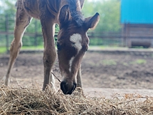 В Большереченском зоопарке на свет появился жеребенок с необычным пятном на лбу