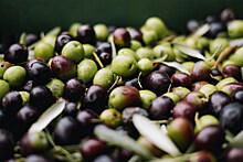 Оливки или маслины: в чем разница, где больше пользы
