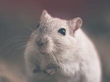 Крысы спасут людей с «синдромом чистоты»: открыто новое вещество