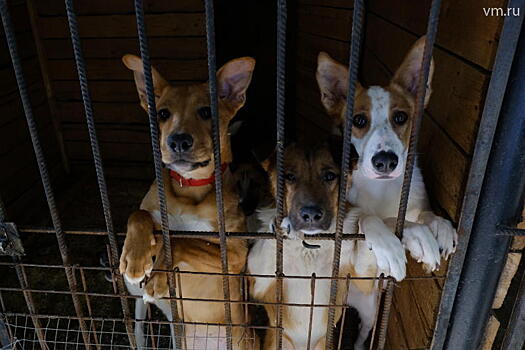 За жестокое обращение с животными теперь могут лишить свободы на пять лет