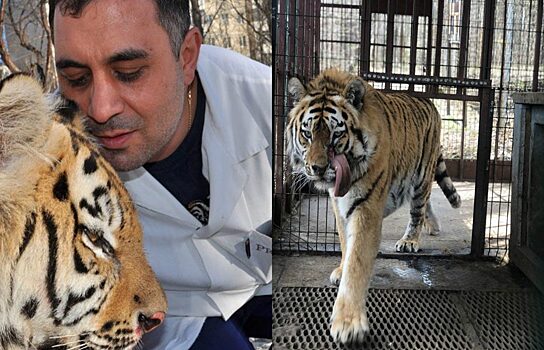 Спасённый Кареном Даллакяном в Челябинске тигр узнал его спустя 6 лет