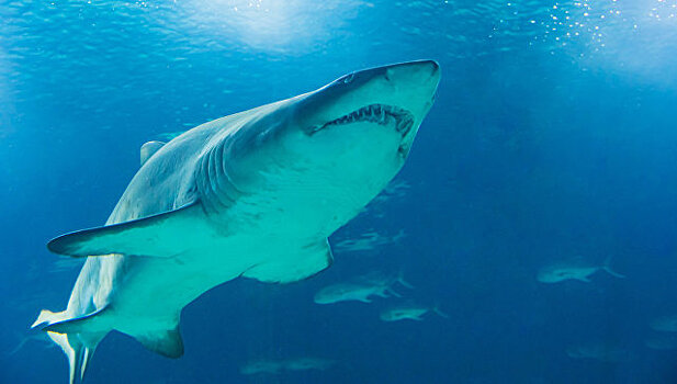 Греческие рыбаки поймали акулу весом 350 килограммов