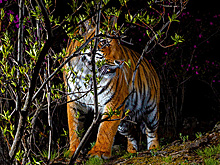 На Дальнем Востоке в 2025 году тигры дважды нападали на людей