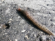 Гигантские испанские слизни пугают жителей Нижегородской области