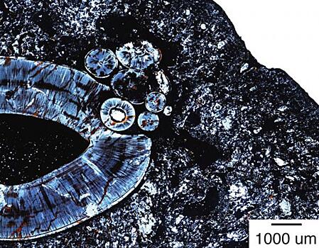 Опухоль возрастом 225 миллионов лет напугала ученых