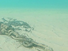 Экологи опубликовали кадры мазута на дне Черного моря с подводного дрона