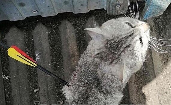 В Татарстане спасли кота, раненного из арбалета