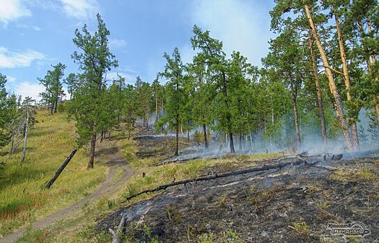 В Курганской области ликвидировали лесные пожары