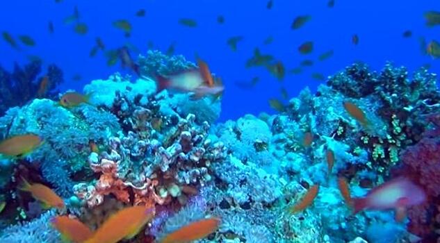Биологи вывели вид кораллов, способный выжить в условиях глобального потепления