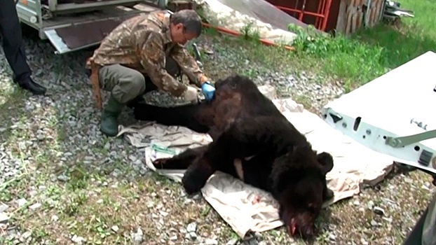 Под Хабаровском поймали гималайского медведя на попкорн