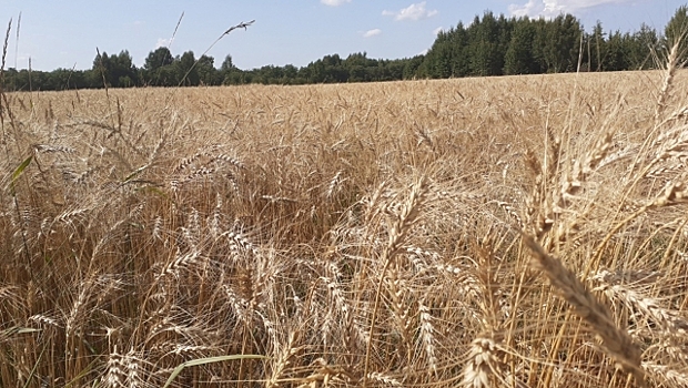 Треть фермерских хозяйств Костромской области страдают от засухи