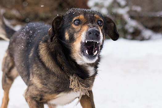 Семилетнюю девочку загрызли собаки