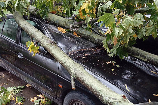 Ветер в Уфе повалил дерево на двух человек