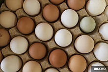 Челябинские фермеры удержали цены на куриные яйца