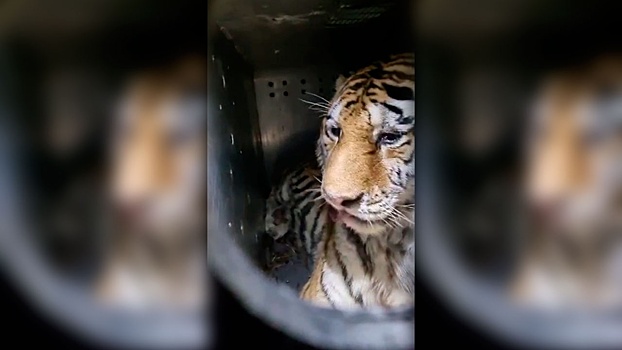 В Приморье поймали охотившегося на собак тигра