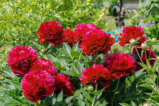 29 красивейших сортов пионов, которые должны расти в вашем саду