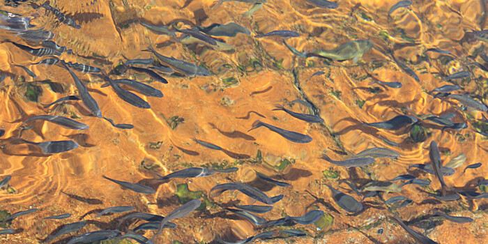 В Волгу выпустили 75 тысяч мальков, купленных от сдачи пластиковых крышек