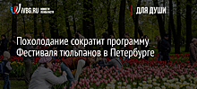 Похолодание сократит программу Фестиваля тюльпанов в Петербурге