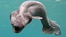 В Португалии поймана доисторическая акула-монстр