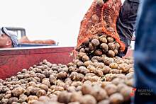 «Мы подрываем свои же основы». Челябинский министр попросил жителей отказаться от выращивания картофеля