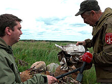 Поисковики Ленобласти нашли останки советских самолетов времен ВОВ