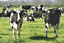 Экспресс-тест на стельность КРС позволит сократить расходы на бесплодных коров