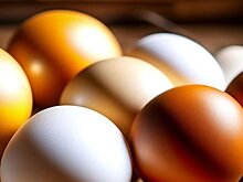 Какие витамины давать курам несушкам зимой