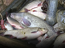 Ямальские власти обратятся в Росрыболовство для пересмотра законов