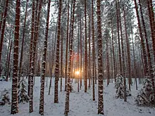 Названа странность в поведении пропавшей в Красноярске школьницы