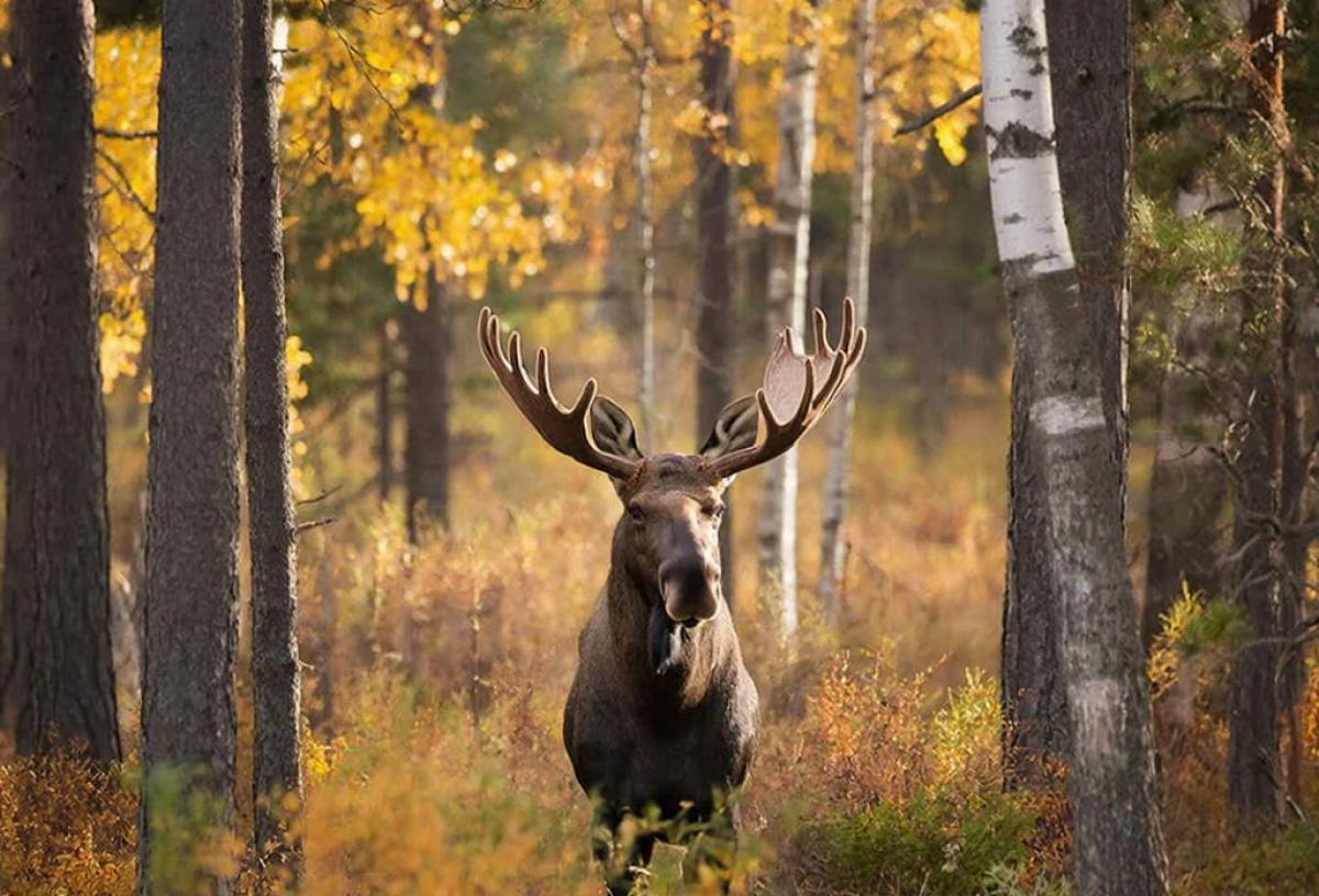 Лось, косуля, соболь: в Омске начался подсчет диких зверей