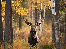 Лось, косуля, соболь: в Омске начался подсчет диких зверей