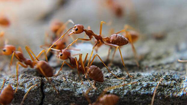 Ученые обнаружили у муравьев «человеческое» поведение