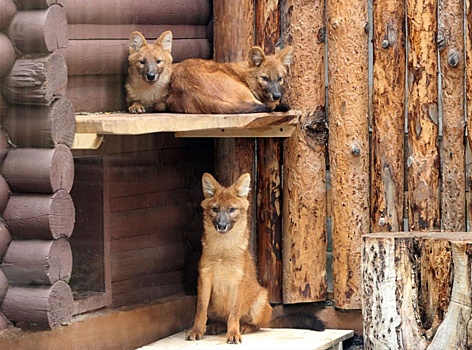 Три красных волка поселились в нижегородском зоопарке