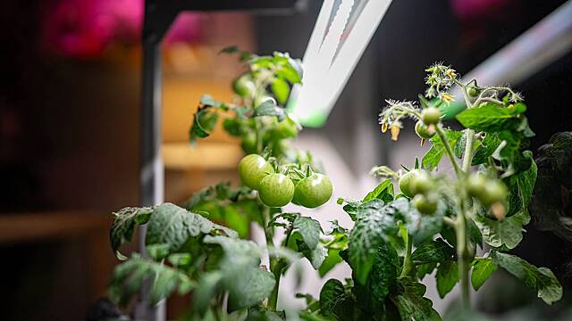 Лунный календарь садовода на декабрь 2025 года: что и когда сажать