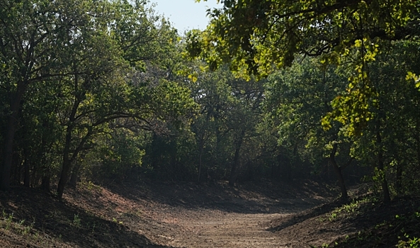 На 260 тысяч рублей оштрафовали волгоградцев за посещение лесов