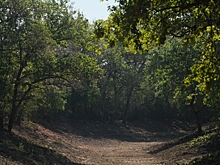 На 260 тысяч рублей оштрафовали волгоградцев за посещение лесов