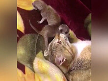 В Пскове кошка взяла на воспитание двух детёнышей суриката