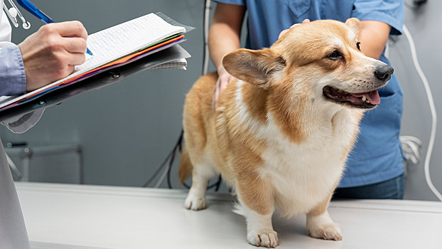 Штраф за метку: как будут наказывать за уклонение от регистрации домашних животных