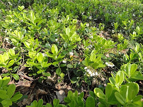 Ученые нашли новый метод получения экстракта из листьев брусники