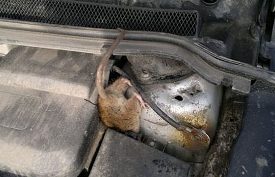 Опасности подстерегающие автовладельца на даче