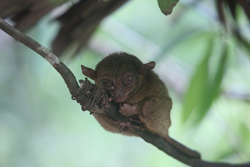 Долгопяты — небольшие зверьки, которые обитают в тропических лесах и похожи на обезьян. Они внесены в Красную книгу из-за того, что их среда обитания регулярно разрушается.