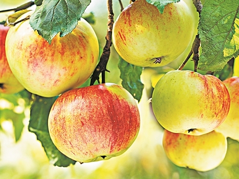 Как сберечь урожай яблок