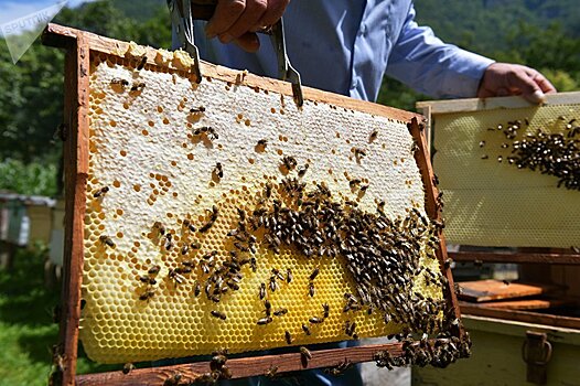 Зюганов обвинил Минсельхоз в уничтожении пчеловодства в России