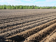 В Горках аграрии начали сажать картофель