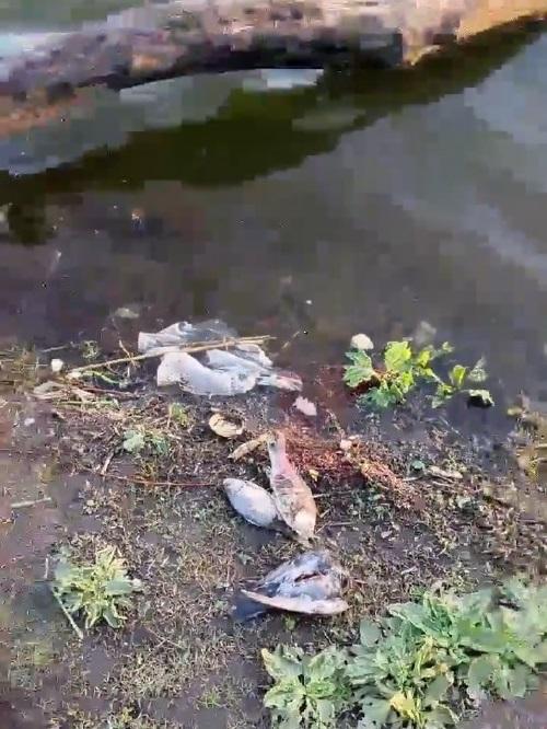 В Краснодаре гибнут черепахи и рыба в Карасуне