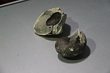 Из мелового периода: подаренная Историческому музею окаменелость оказался редкой наутилоидеей