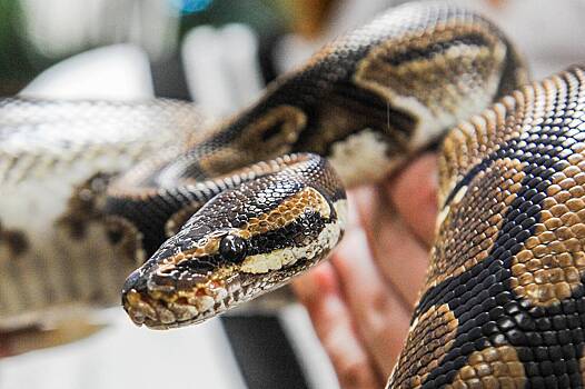 Огромная домашняя змея сбежала от хозяев ради фастфуда