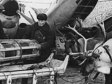 Тихие герои. Как во время войны действовали оленетранспортные батальоны
