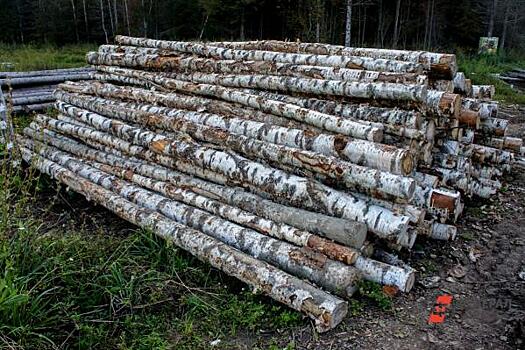 Совет Федерации озаботился охраной лесов